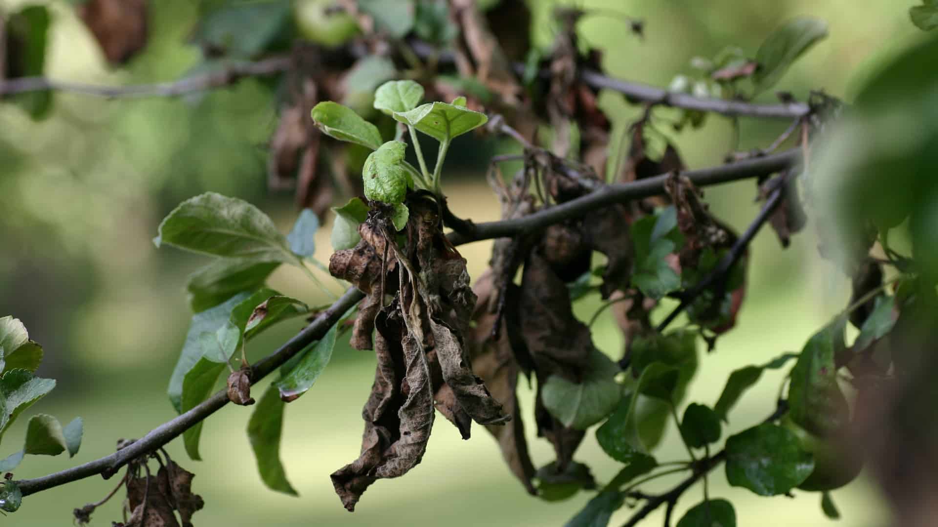 Brûlure sur bois : causes et solutions pour y remédier