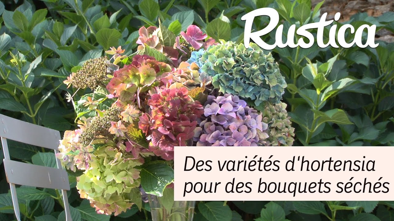 Comment colorer des hortensias séchés de manière efficace