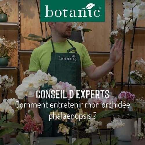 Pourquoi votre orchidée ne fleurit plus ? Les causes et solutions