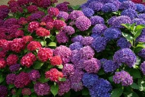 Comment colorer des hortensias séchés de manière efficace