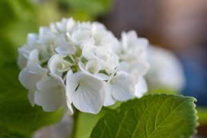 Comment colorer des hortensias séchés de manière efficace