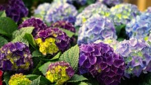 Comment colorer des hortensias séchés de manière efficace