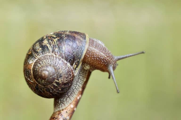 Comment réussir son élevage d’escargots : guide complet