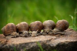 Comment réussir son élevage d'escargots : guide complet